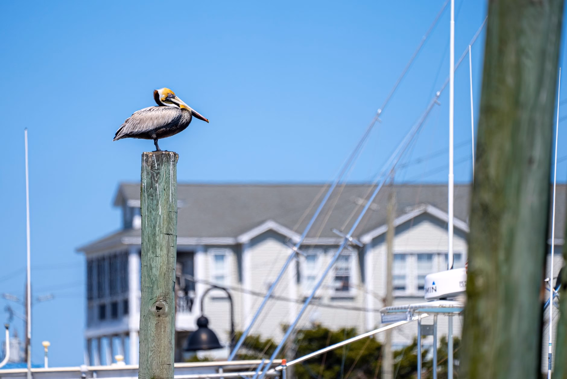 things to do in elizabeth city nc