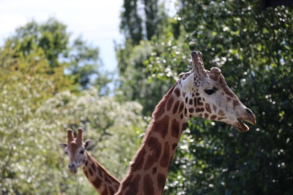 A giraffe at the Cincinnati Zoo delights young visitors