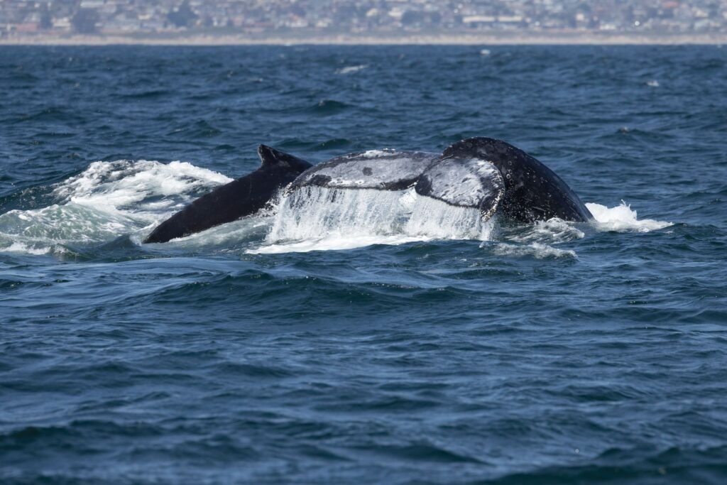 A gray whale breaching near Depoe Bay, captured from a tour boat