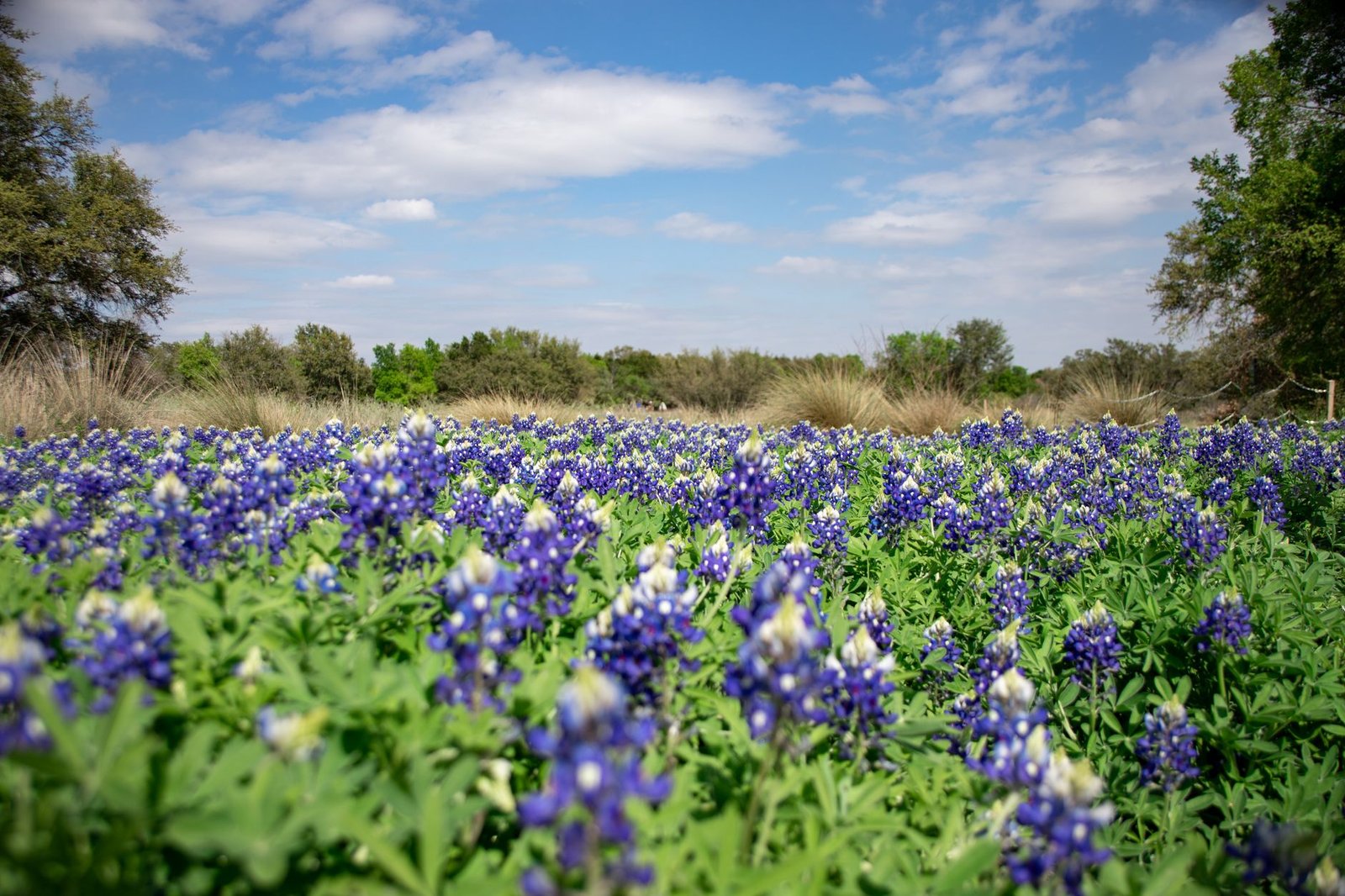 A picturesque field of bluebonnets in full bloom under a bright blue sky