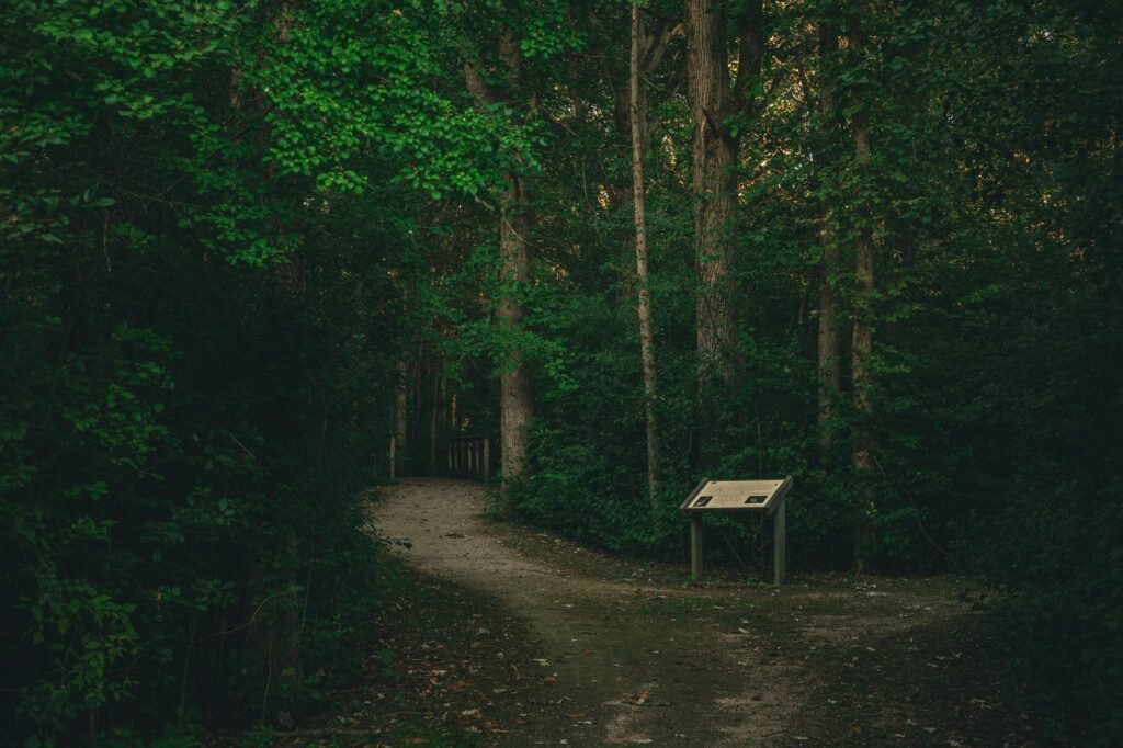 A sunlit trail winding through Mack Hatcher Park in Brentwood