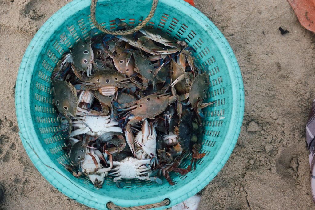 Assorted crabs in a turquoise basket on beach sand, seafood harvest