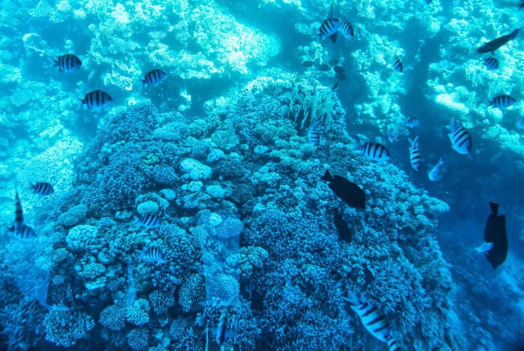 Colorful coral reef teeming with marine life in the Red Sea