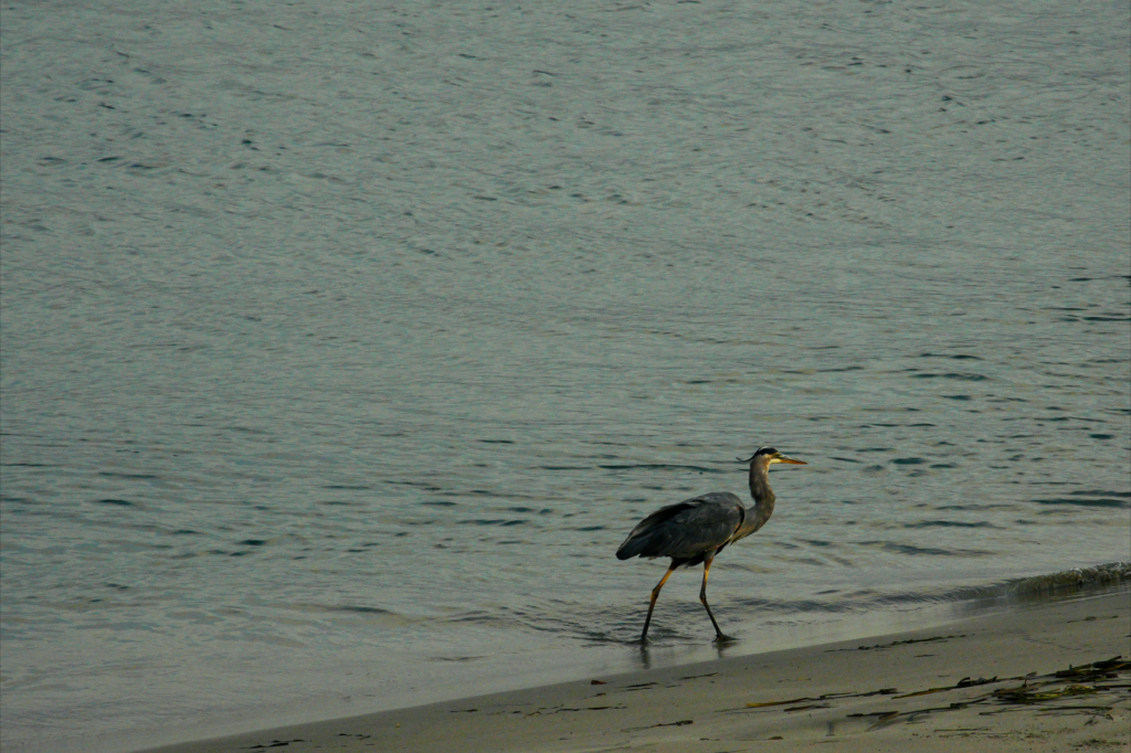 Golden sands and gentle waves at Great Bay Beach