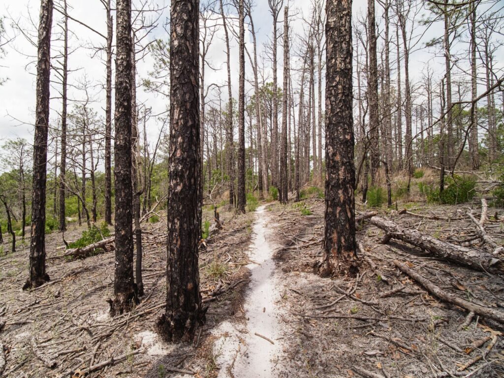 Hikers enjoy a shaded path through the Lost Pines forest in Bastrop State Park