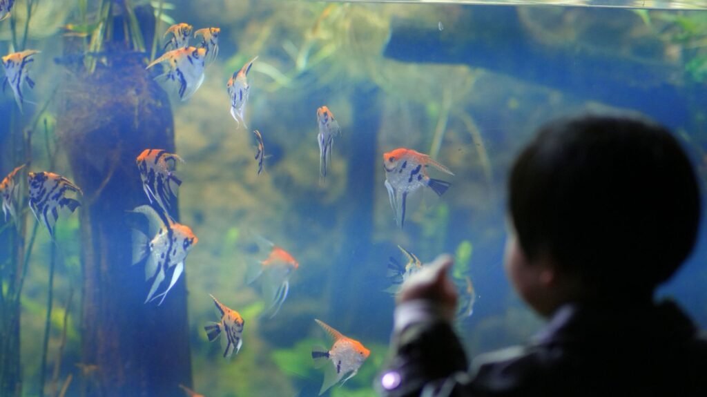 Kids marvel at the giant marine life exhibits in the Georgia Aquarium