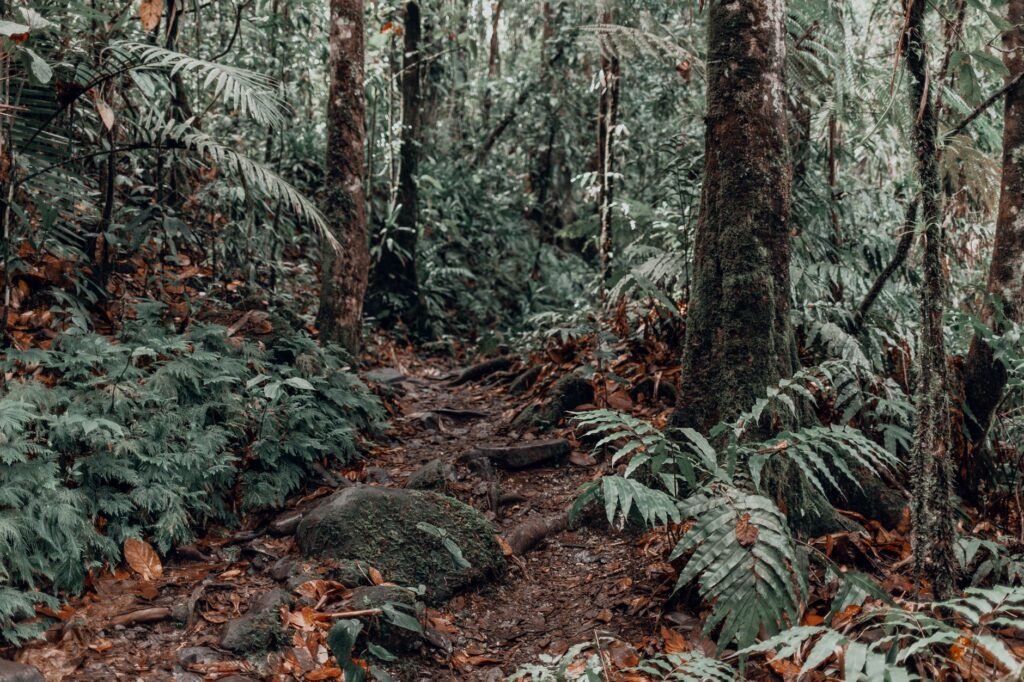 Lush rainforest trail near the island’s volcanic interior, perfect for hikers seeking shade and waterfalls