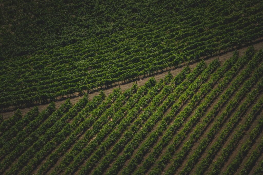 Lush vineyard rows in Camarillo, perfect for wine tasting tours