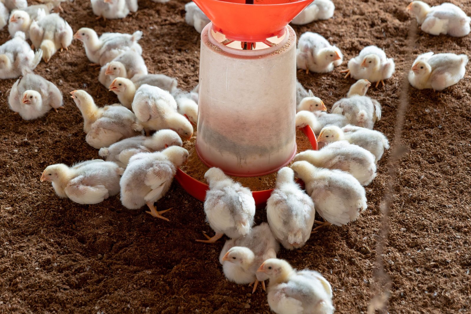Visit Wright's Farm Restaurant in Harrisville for their family-style chicken dinners. Visit Wright's Farm Restaurant in Harrisville for their family-style chicken dinners.