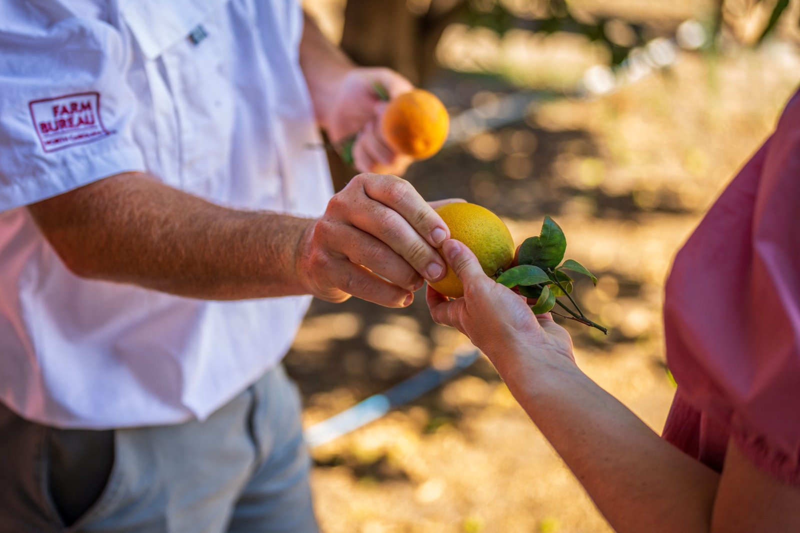 Visit the historic Chula Vista Lemon Grove for a meal at the trendy Community Café. Visit the historic Chula Vista Lemon Grove for a meal at the trendy Community Café.