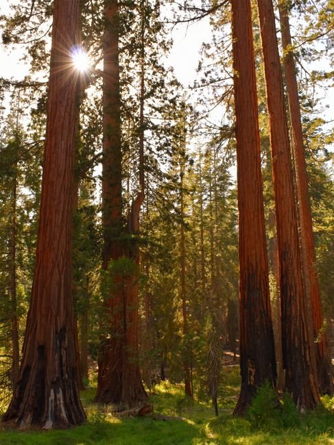 things to do in arnold ca