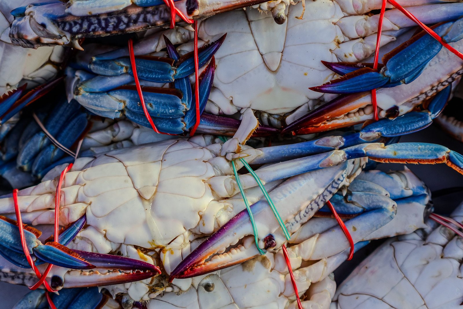 Enjoy fresh seafood and incredible views at **Cervejaria Ramiro**, a must-visit for crab lovers. Enjoy fresh seafood and incredible views at **Cervejaria Ramiro**, a must-visit for crab lovers.