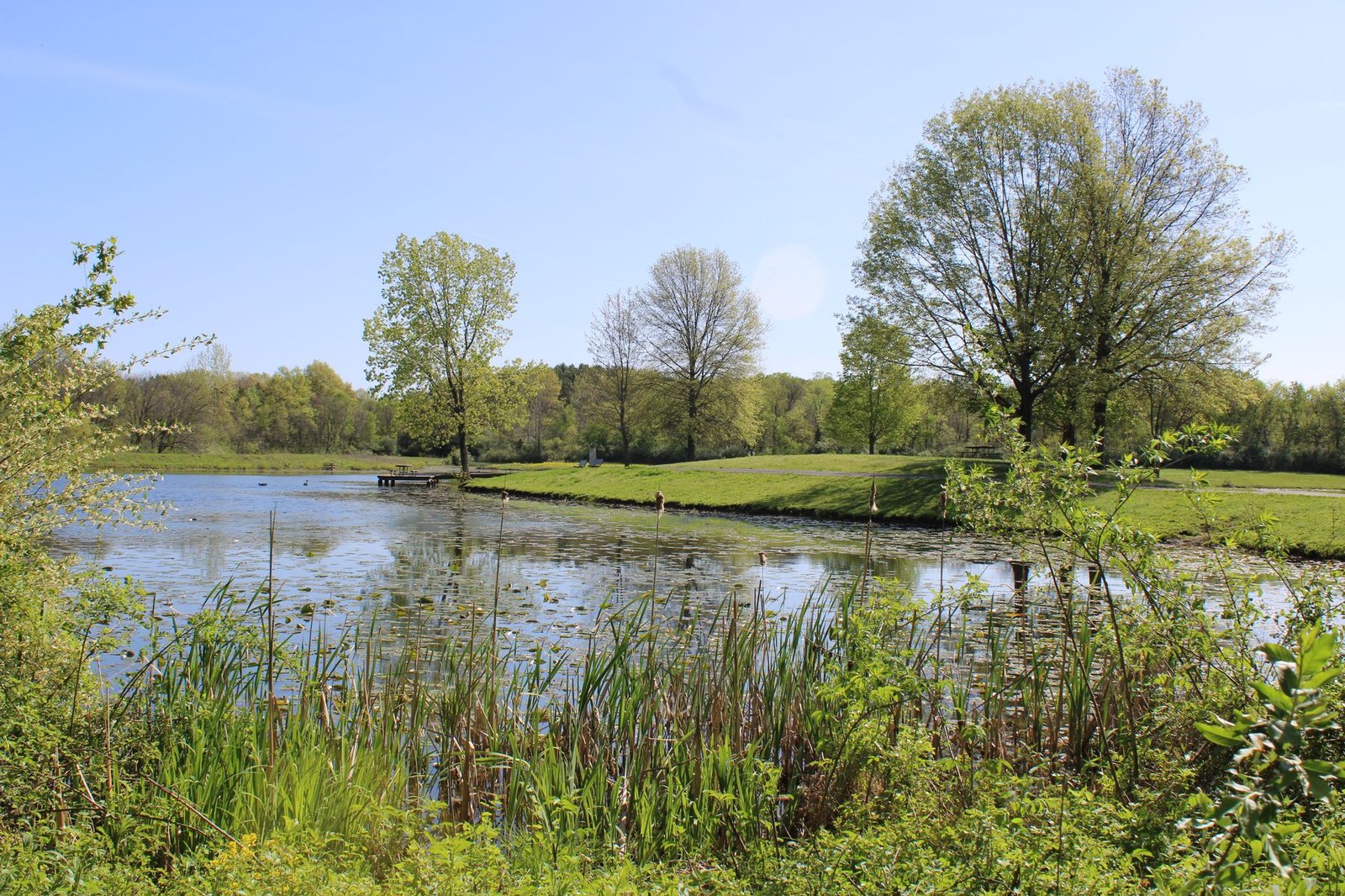 Serene pond surrounded by lush greenery on a sunny day in Canal Winchester, Ohio