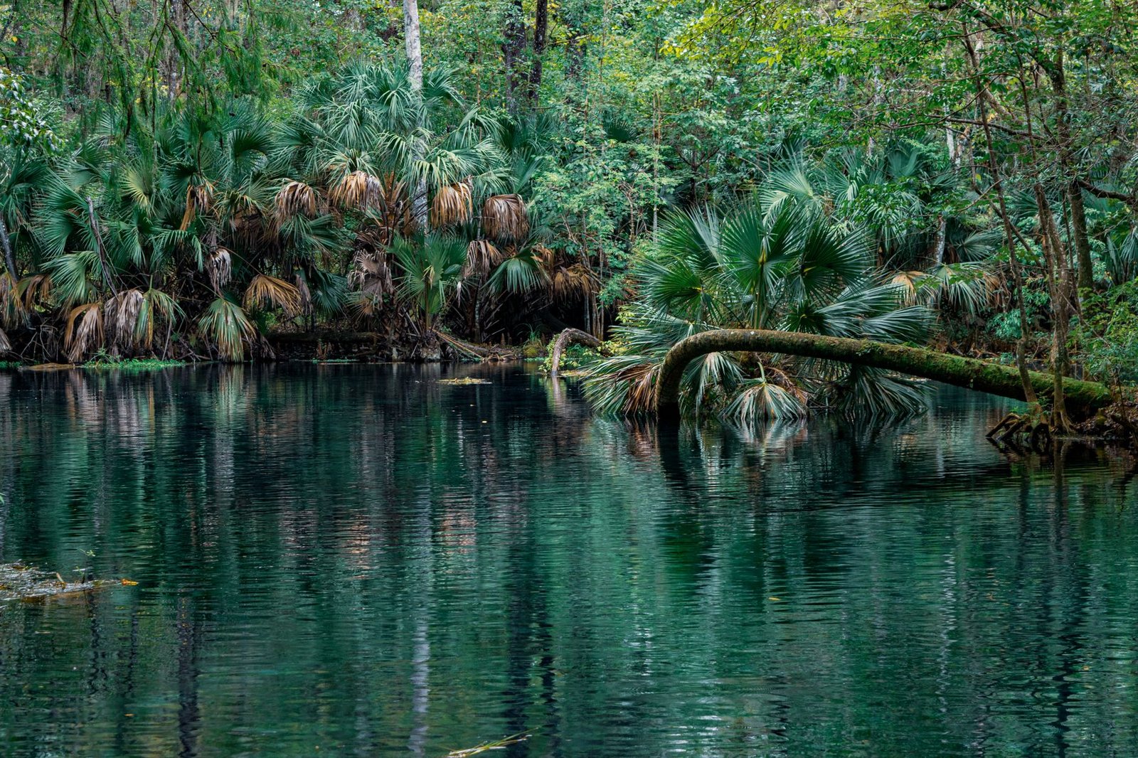 Serene view of a lush tropical riverbank in Ocala, Florida