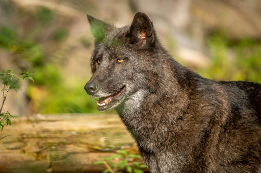 Stunning portrait of a gray wolf in its natural habitat, embodying wilderness and strength