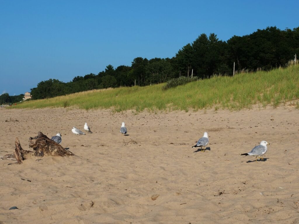 Sun‑kissed sands along Lake Michigan in Frankfort, perfect for a day of swimming and sunbathing