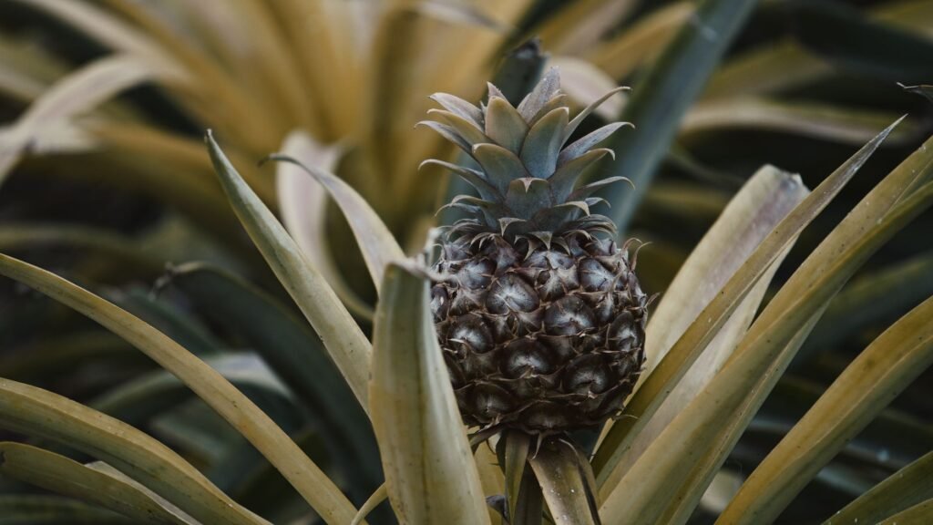 Traditional pineapple dish served in a local restaurant in Ponta Delgada